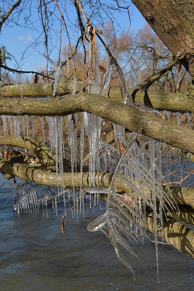 Eisiger Winter in den Rheinauen 06