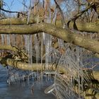 Eisiger Winter in den Rheinauen 06