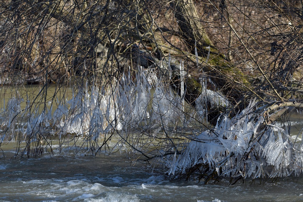 Eisiger Winter in den Rheinauen 08