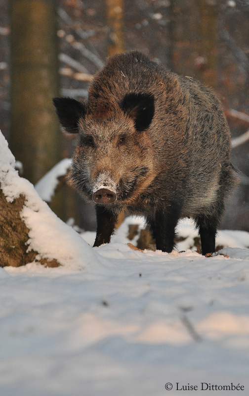 Eisiger Wintermorgen