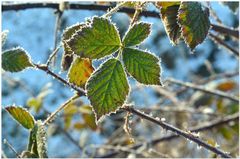 eisiger Wintermorgen