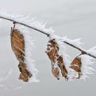 eisiger Wintermorgen