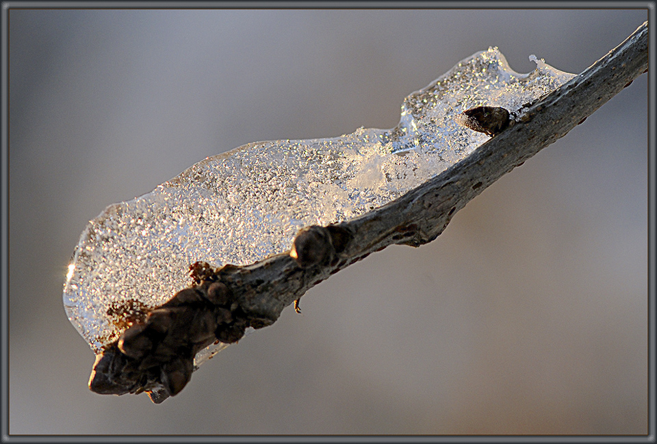 eisiger Winterschlaf