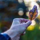 Eisiges Blatt im Sonnenlicht