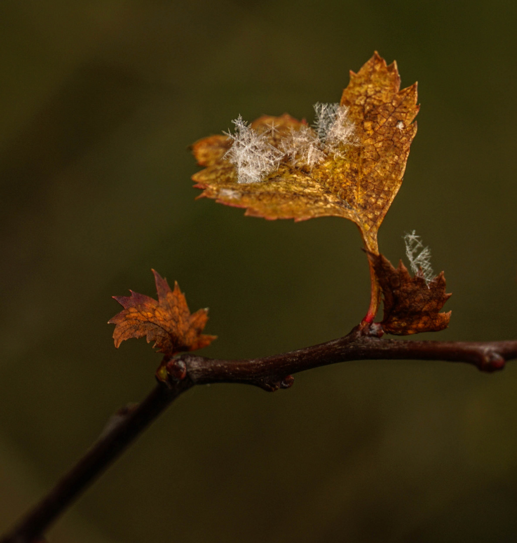 Eisiges Herbstblattleuchten II.....