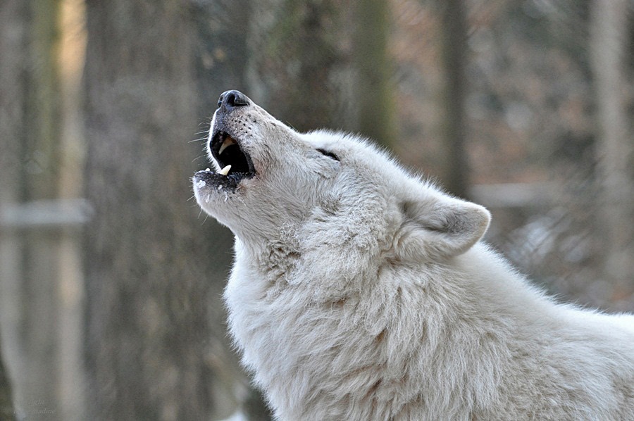 Eisiges Polarwolf -Heulen !!!