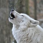 Eisiges Polarwolf -Heulen !!!