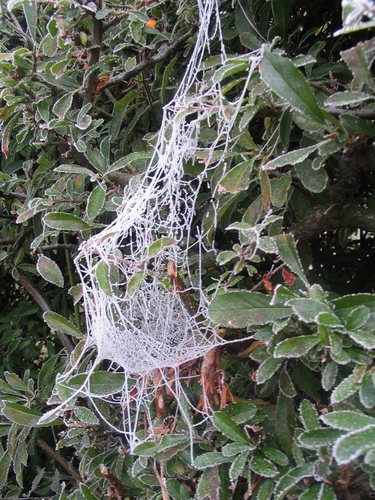 eisiges Spinnennetz von Doreen Schugardt-Döscher