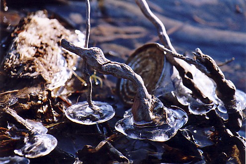 Eisiges Stilleben im Wasser