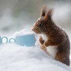 " Eiskaffee mit Hörnchen"