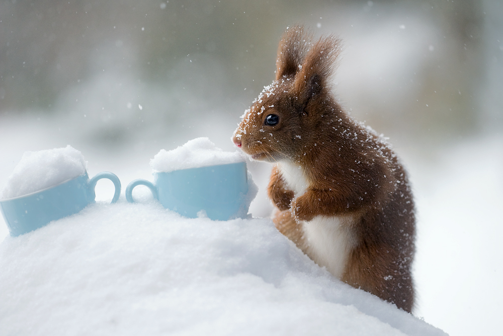 " Eiskaffee mit Hörnchen"