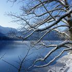 Eiskalt am Alpsee