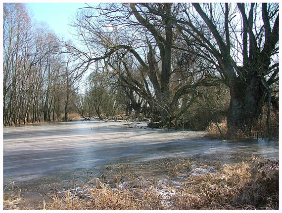 Eiskalt am Rhein