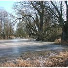 Eiskalt am Rhein