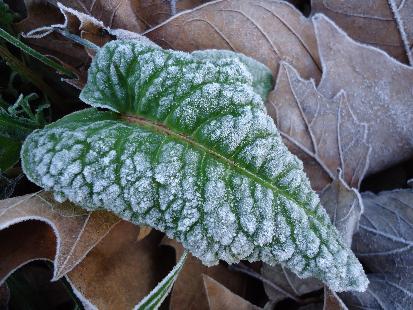 Eiskalt bereiftes Blatt