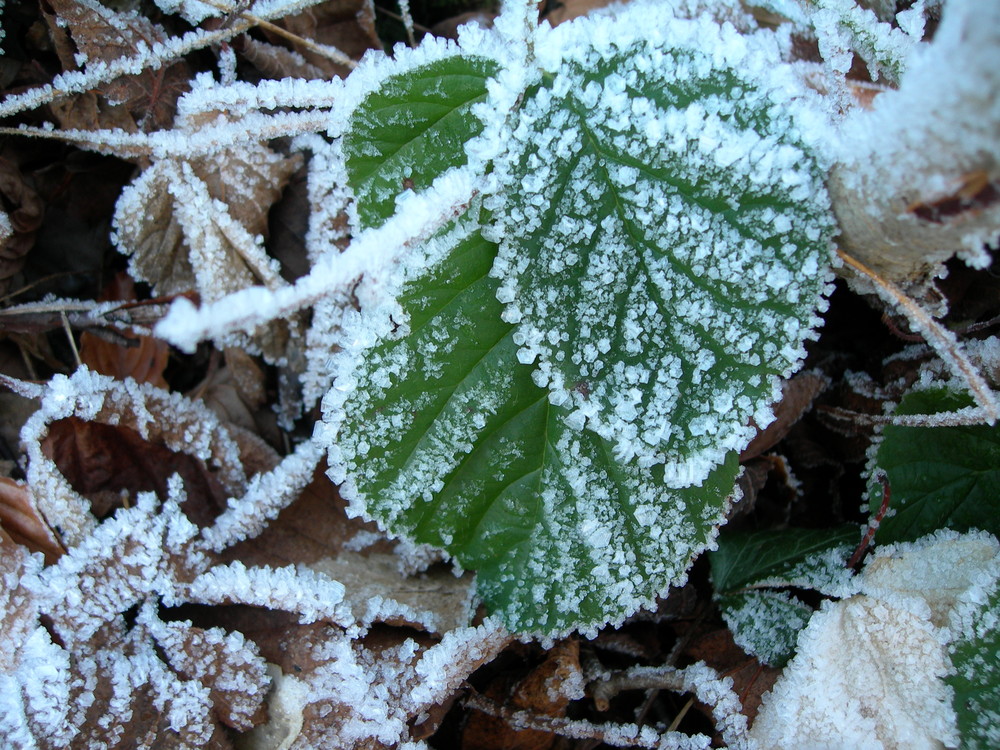 eiskalt