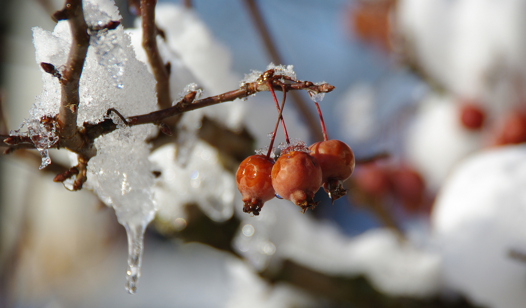 Eiskalt erwischt