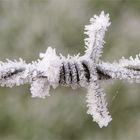 eiskalt gestachelt