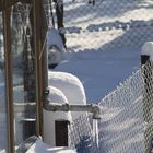 eiskalt in Nachbars Garten