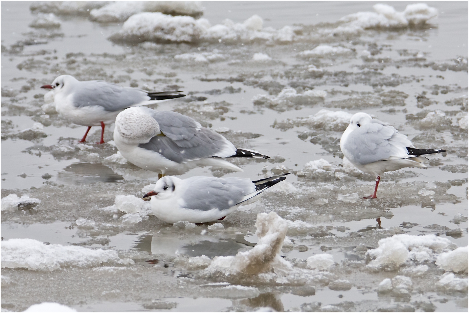 Eiskalt mögen es die Lachmöwen auf . . .