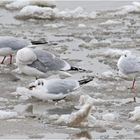 Eiskalt mögen es die Lachmöwen auf . . .