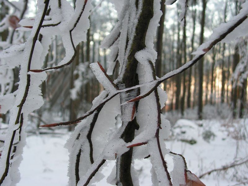 eiskalt umschlungen