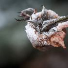 eiskalt verblüt