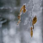 eiskalt verzaubert