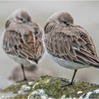 Eiskalt wehte der Wind vom Osten her und . . .