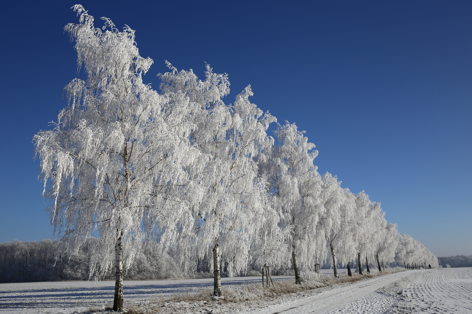 Eiskalte Bäume