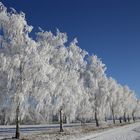 Eiskalte Bäume