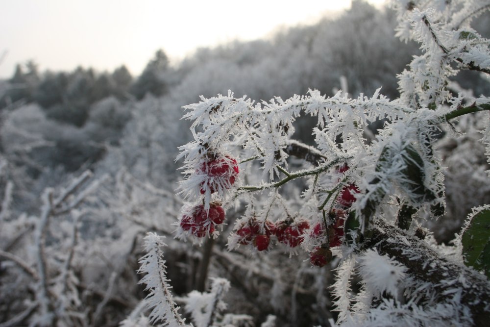 Eiskalte Beeren