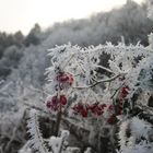 Eiskalte Beeren