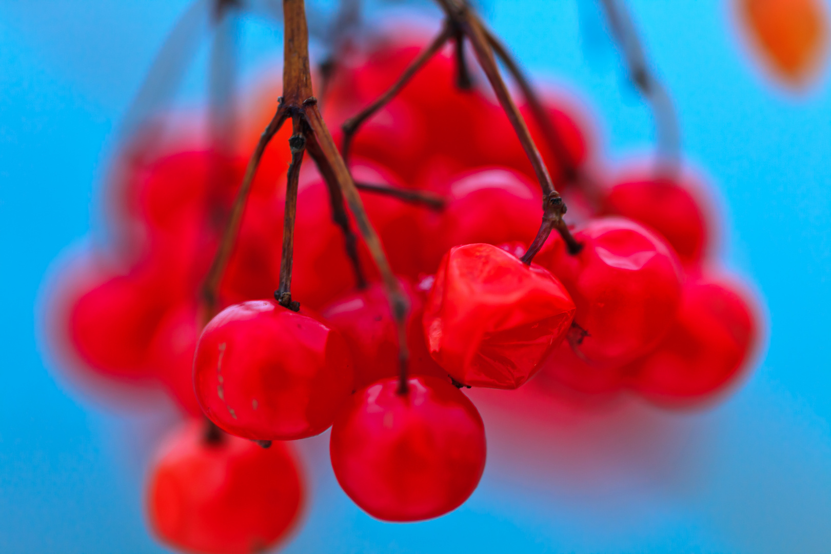 Eiskalte Beeren