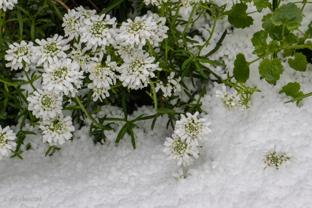 Eiskalte Blüten