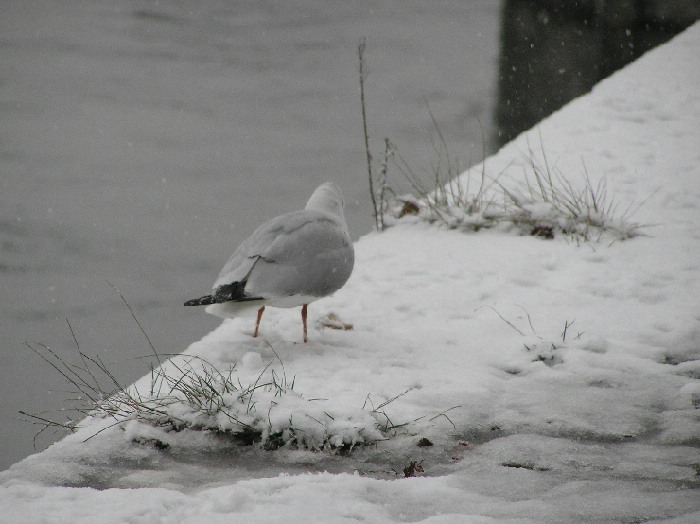 Eiskalte Mahlzeit