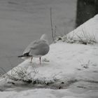 Eiskalte Mahlzeit