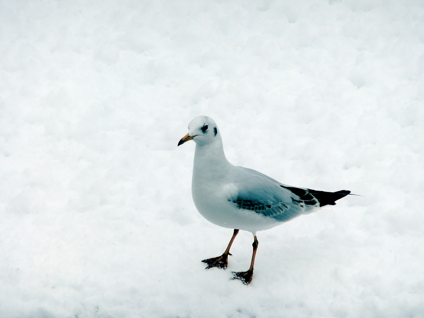 Eiskalte Möwe