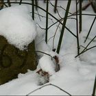 Eiskalte Nummer im Gestrüpp...