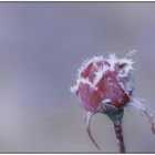 Eiskalte Rose