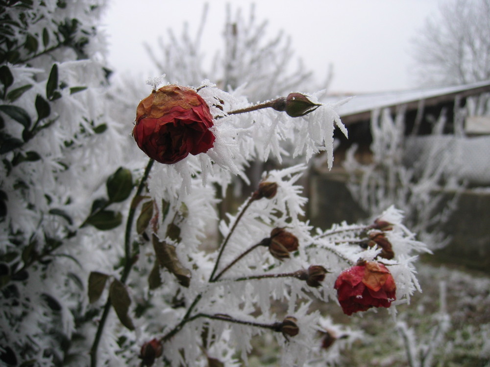 Eiskalte Rosen