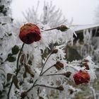 Eiskalte Rosen