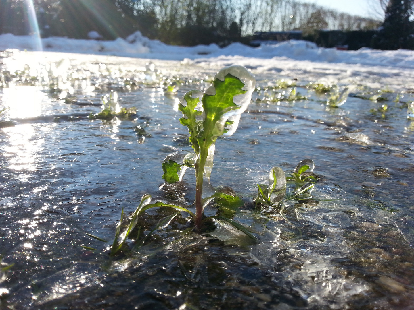 Eiskalte Schönheit