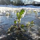 Eiskalte Schönheit