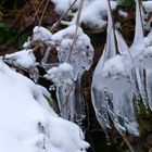 Eiskalte Schönheit der Blütenstände