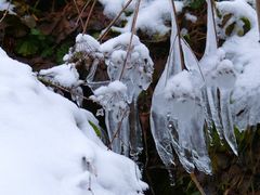 Eiskalte Schönheit der Blütenstände