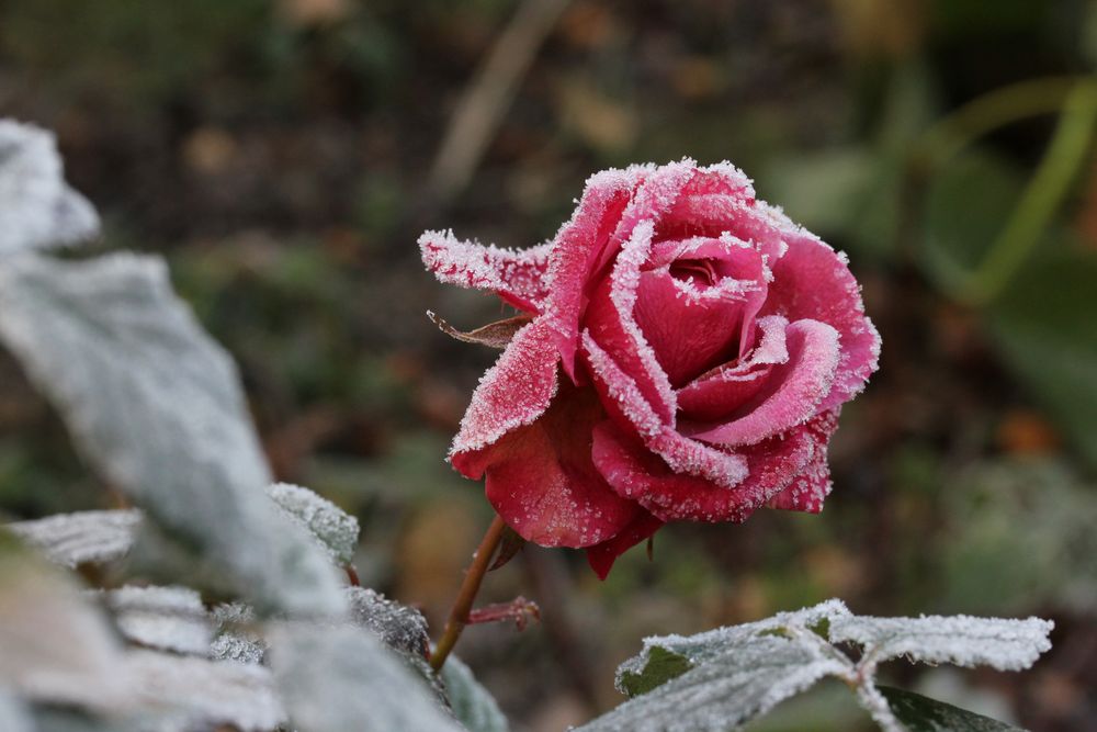 eiskalte Schönheit, die zweite