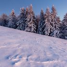 Eiskalte Schönheiten