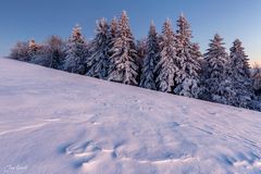 Eiskalte Schönheiten