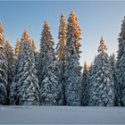 Eiskalte Schönheiten